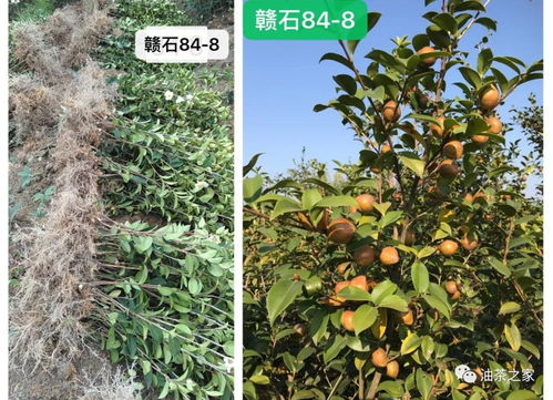 又是一年春來到，油茶種植正當時 良種壯苗與農副產品銷售的雙重關鍵