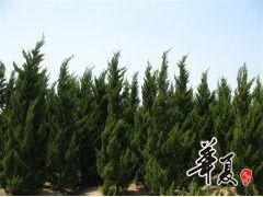 天長市榮沁苗木種植專業(yè)合作社 龍柏H300-450 & P200-300規(guī)格苗木大量供應(yīng)，誠邀合作